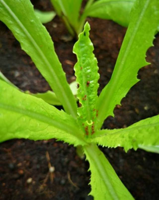 和若虫群居于叶背,花梗或嫩茎上,并吸食汁液为生,分泌蜜露布满叶面