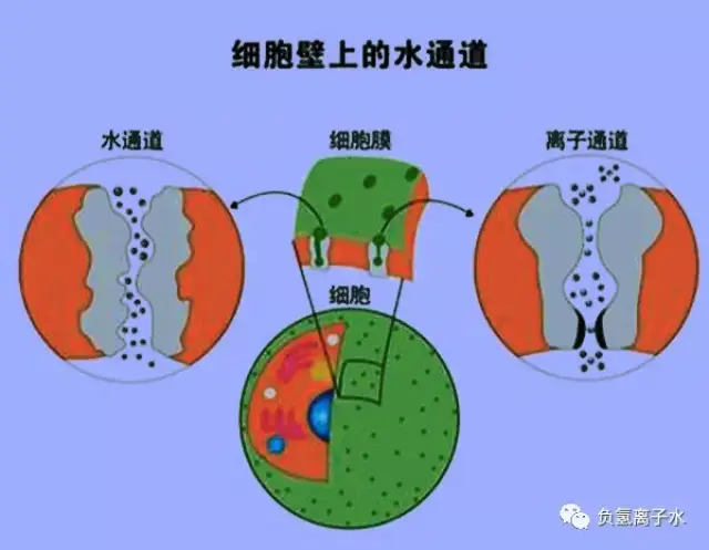 细胞膜水通道是个非常狭窄的通道