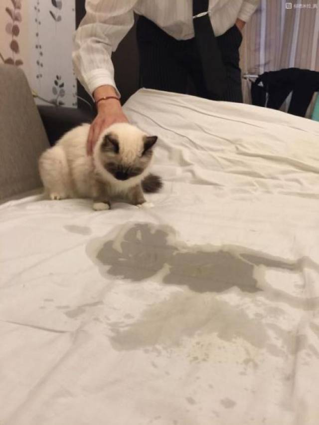 猫咪为什么喜欢往床上尿?