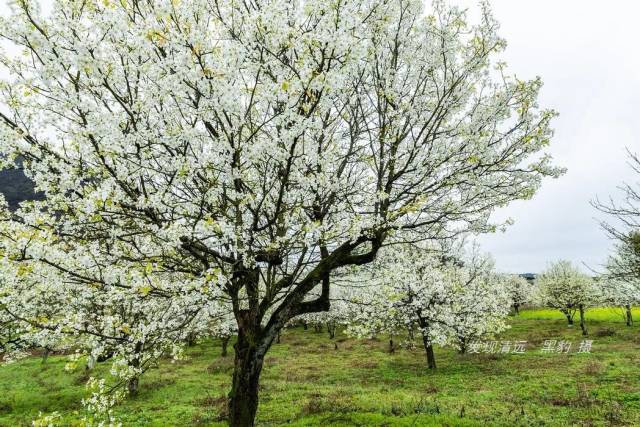 清远1000株大树梨花已开得非常灿烂,浪漫唯美却少人知道!