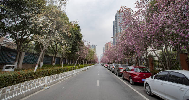 西安闹市中的网红打卡地:高新一路—— "紫色玉兰花海大道"!