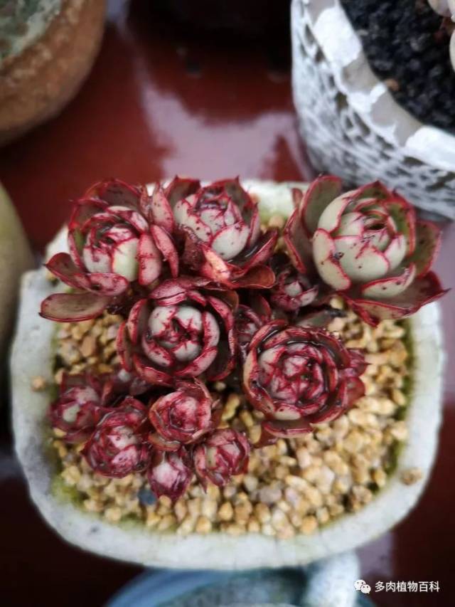 极端天气造就的多肉可爱小血斑!