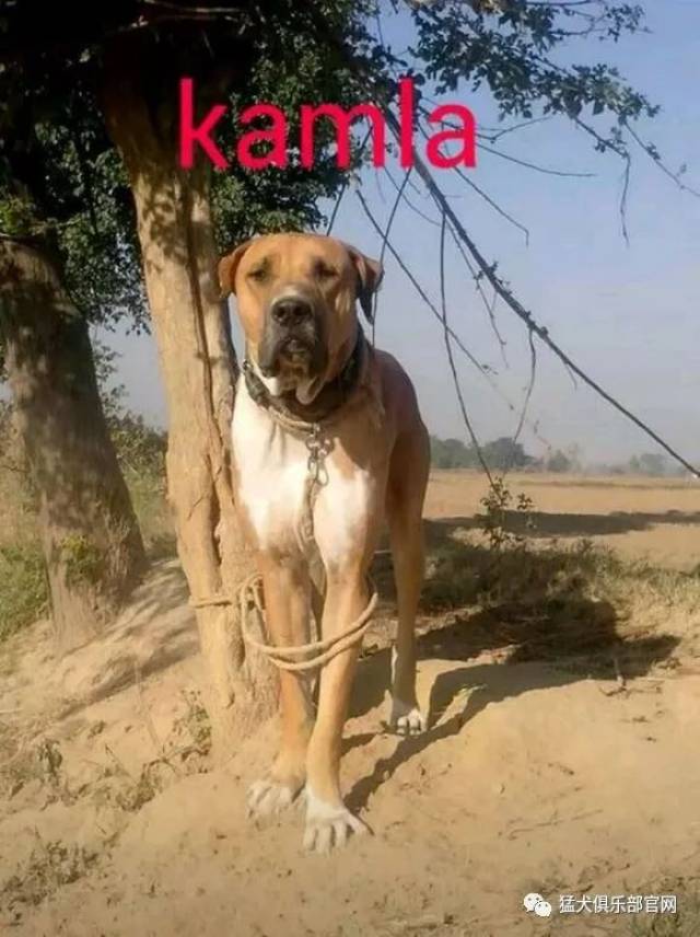 神秘的超大型斗犬——巴基斯坦库达犬