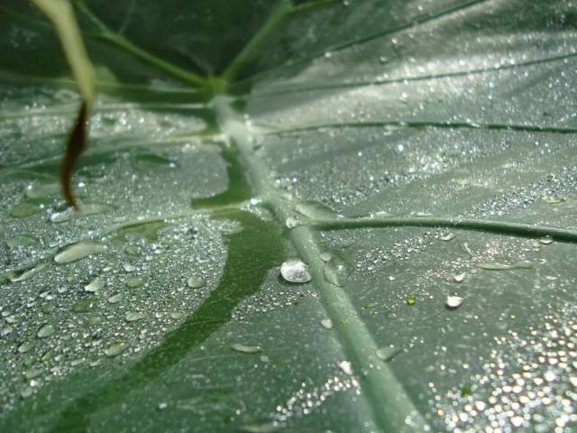 污水处理百科 | 污水种出来的番茄和香蕉可以吃