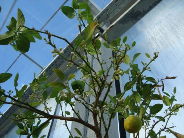 污水处理百科 | 污水种出来的番茄和香蕉可以吃