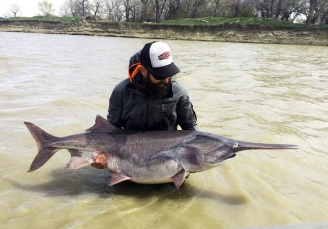 亿年前大鲟分家,匙吻鲟活成经济鱼,白鲟失踪十几年成极危物种