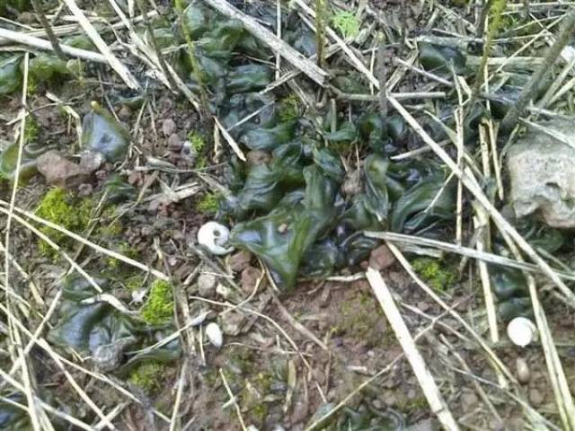 常山人,你知道地耳吗_手机搜狐网