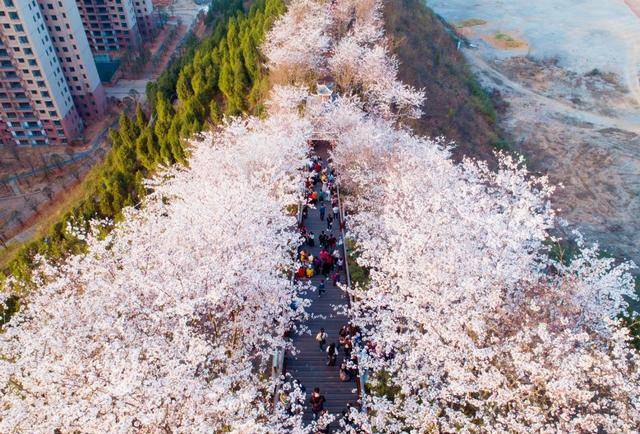 凯里开发区白午樱花图片