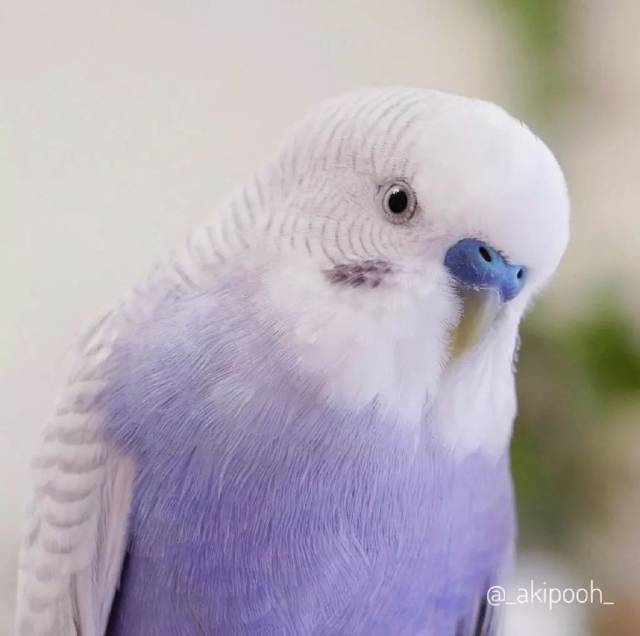 香芋色的虎皮鹦鹉,这个颜色好仙好好看啊!