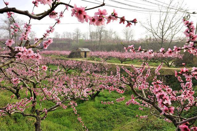 临潼零口桃花源图片