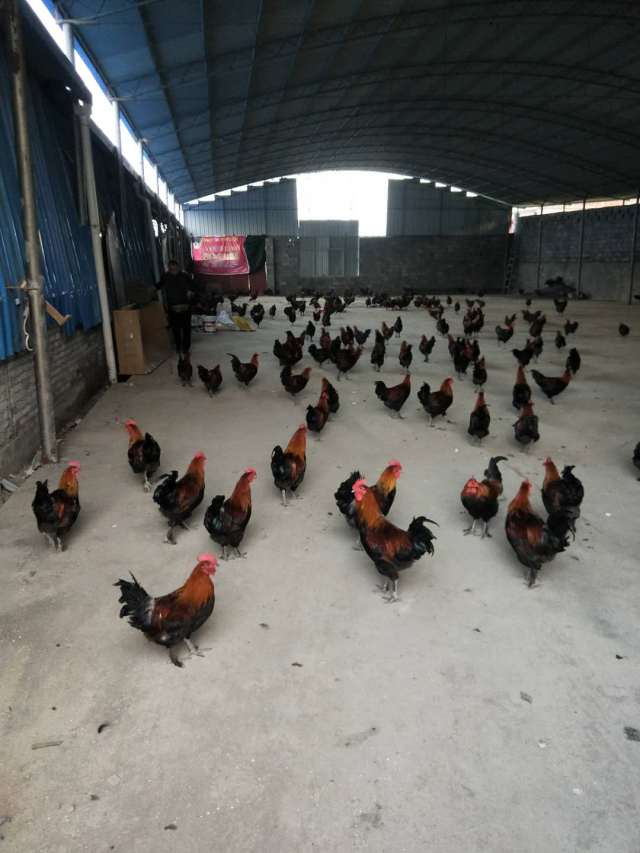 合作开发种养殖综合项目面向社会招合作伙伴