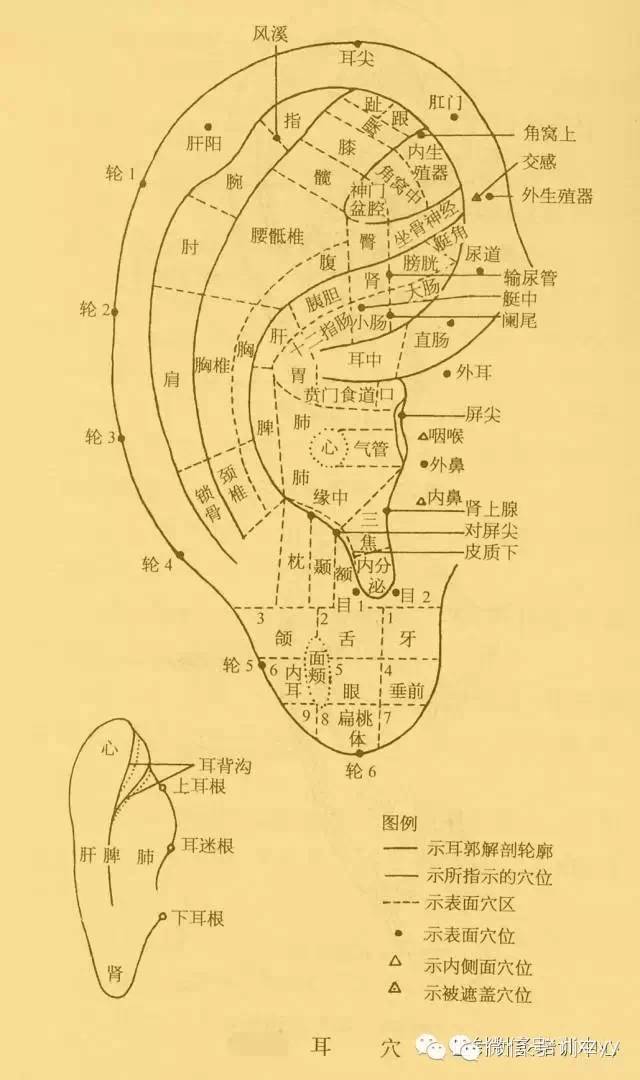 【医学科普】耳针疗法