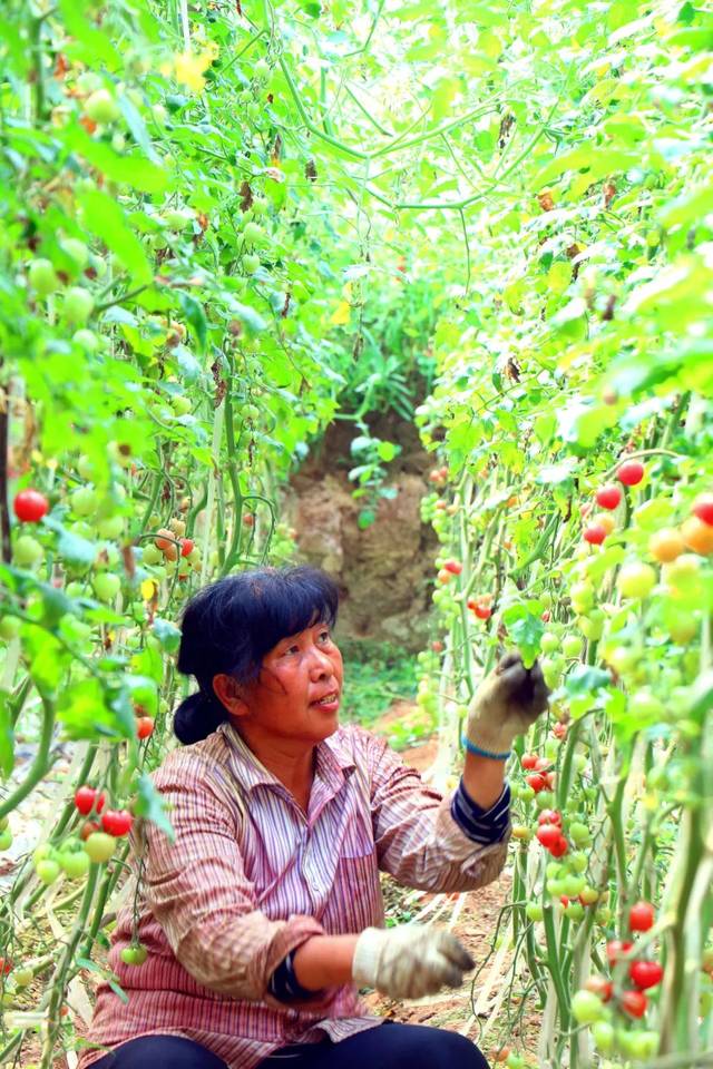 "贝贝"圣女果是优质的品种之一,适宜种植在温暖气候区域,生长发育最