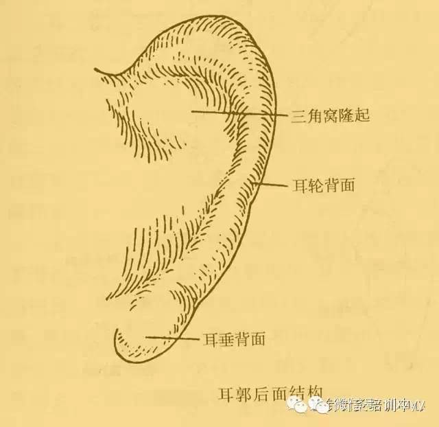 医学科普 耳针疗法