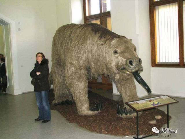 其实,在远古时期的美洲地区还生活着一种树懒的近亲,名叫大地懒.