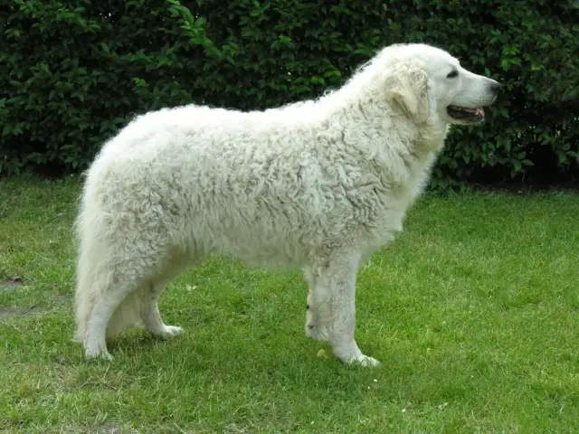 来自匈牙利的四种犬,你能认出几只?
