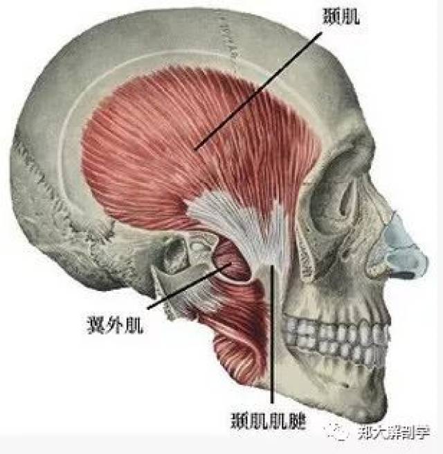 筋膜系列筋膜在咀嚼和吞嚥中的作用