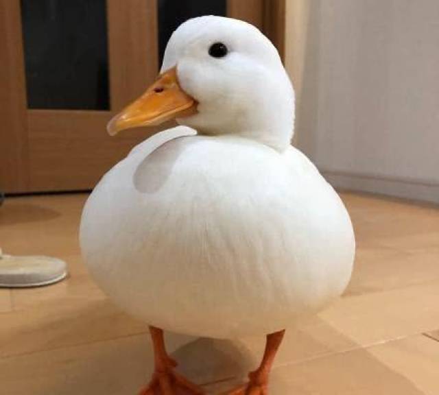 王思聪新入手的宠物鸭圆润又可爱网友我们普通人养得起