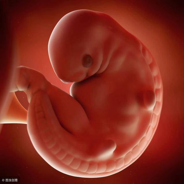 7周的胎儿有多大图片