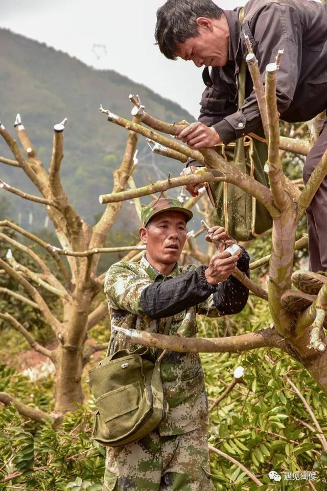 乌榄嫁接技巧图片