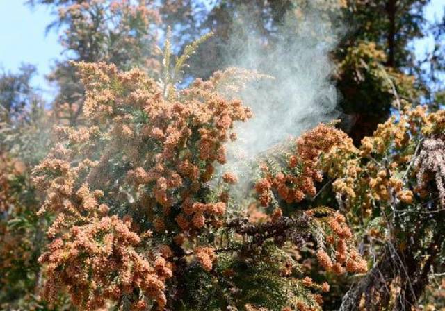 这可 不是森林着火,你看到的那烟一样的东西就是 杉树的花粉.