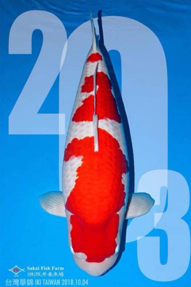 据说价值2000万的转运锦鲤,竟只排第三,到底还有哪些天价锦鲤?