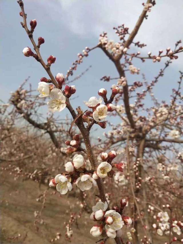 虽然杏花花期只有一周左右,但是因为花开放时间不同,吐鲁番的杏花开放