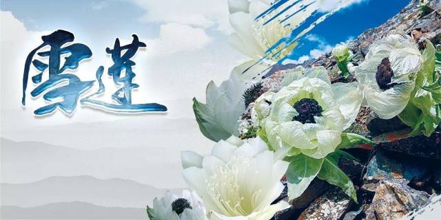 新矿集团伊新煤业采掘工区,作为保供煤的中坚力量,发扬"天山雪莲"精神