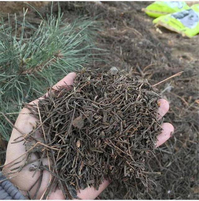 都说"松针"养花好,怎么在家自制"松针土"?这里面技巧有很多