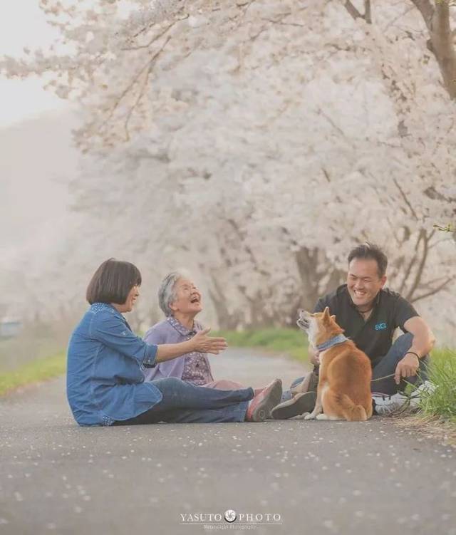 岁月静好,愿时光不老:樱花树下85岁奶奶和柴犬