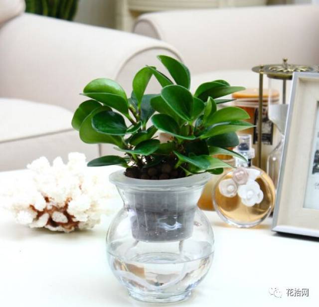 在家就可以diy的水培盆栽,明亮动人好养护!