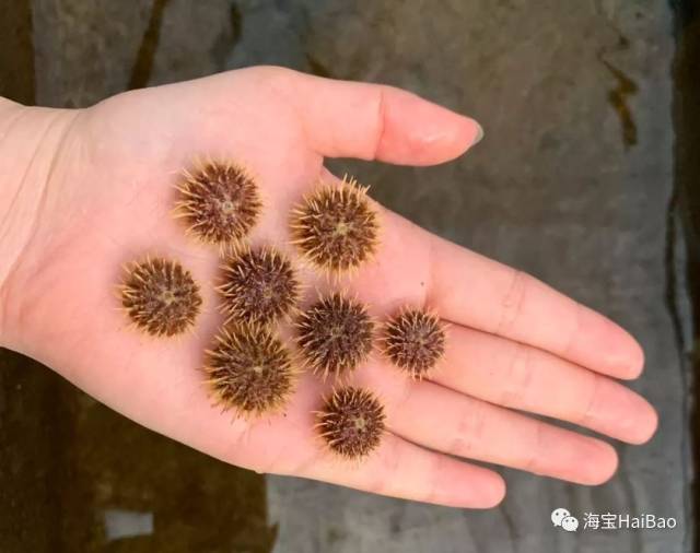 全国养海胆的大老板都来了,来晚了错过一个亿