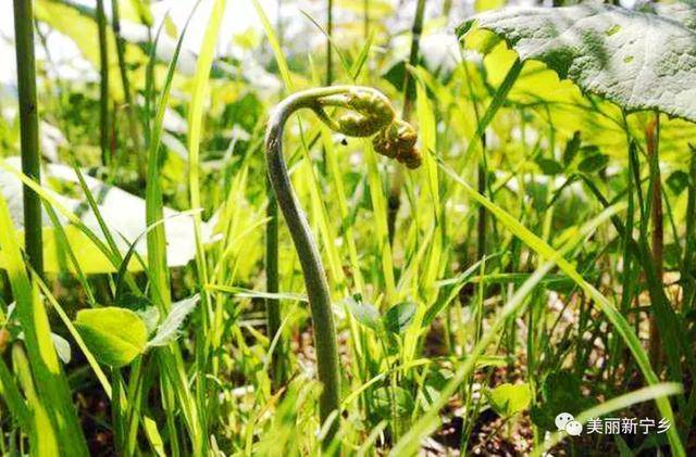 春天里的蕨菜
