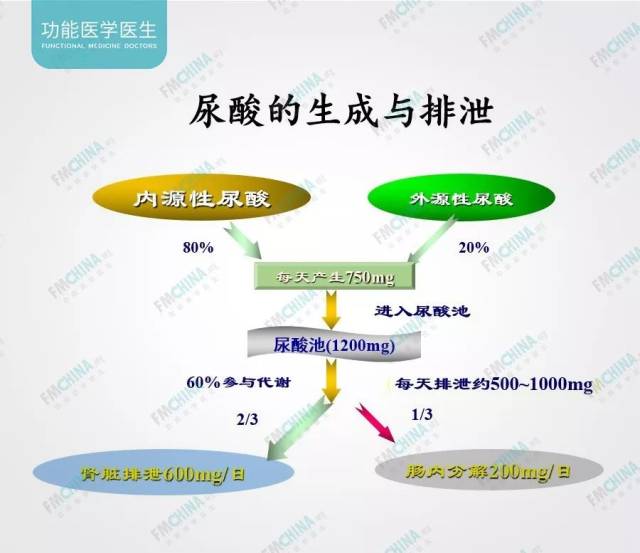 高尿酸血症的功能医学干预(上)