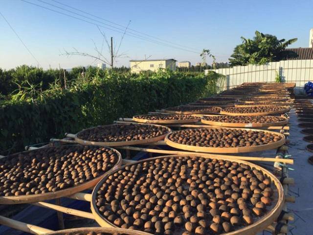 小青柑生晒和烘焙有什么区别?