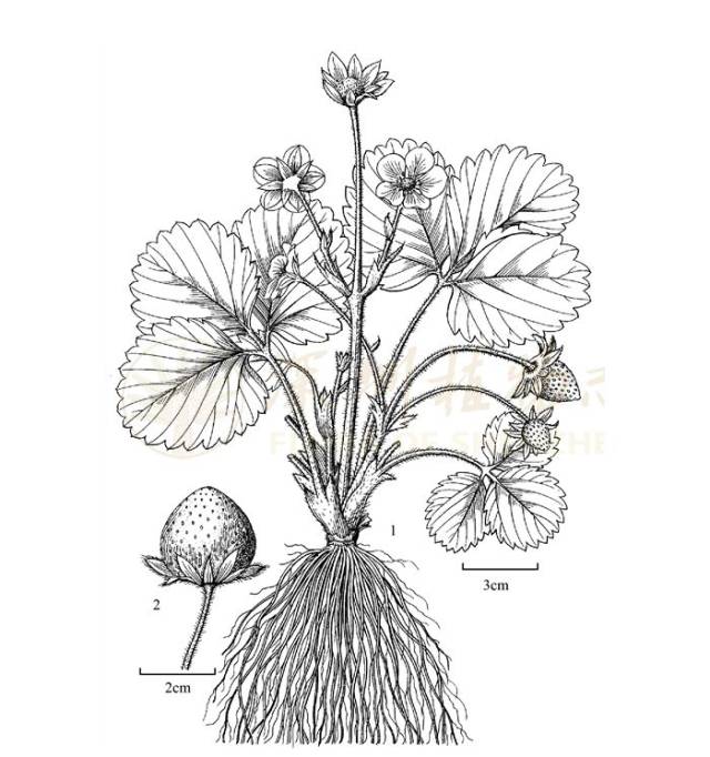 科普草莓的生物学特性详解一