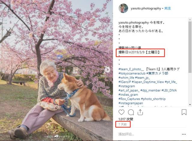 岁月静好,愿时光不老:樱花树下85岁奶奶和柴犬