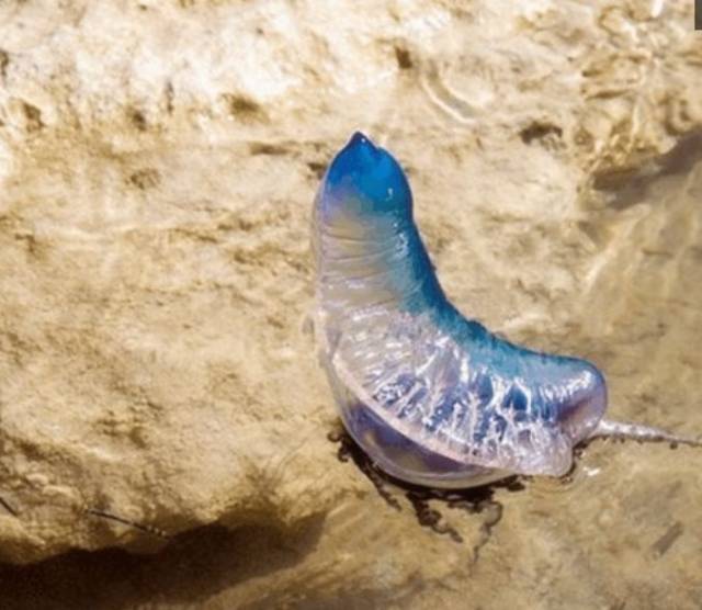 女孩子的父亲见多识广,他认出了这并不是玩具,而是一种含有剧毒的海洋