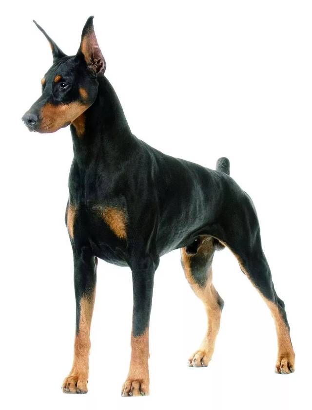 杜宾德系与美系,你更中意哪一种