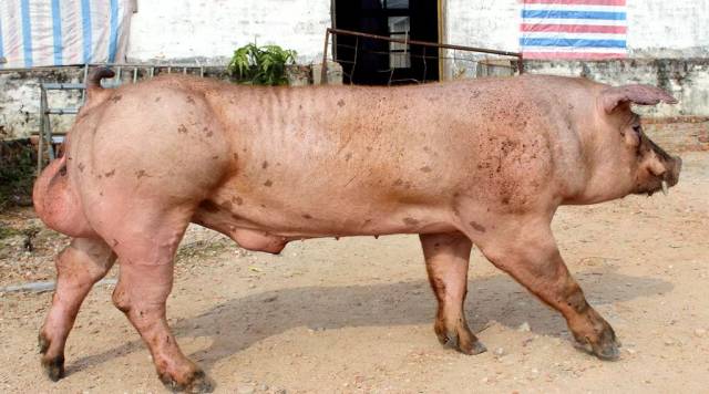 【温氏ws501猪】生长性能优势明显,效益高,养户都说好!