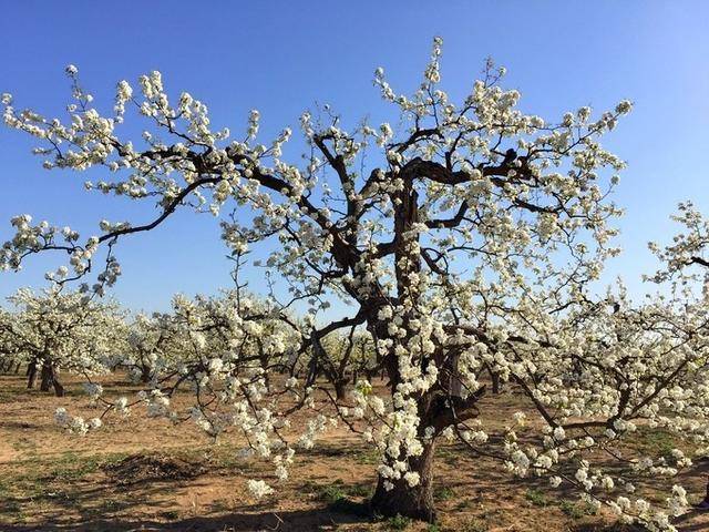 四月丨是时候去北京最美的乡村看梨花了