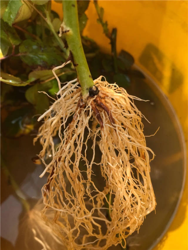 月季扦插:试试海边"黄沙",插1条活1条,白根哗哗冒!_手机搜狐网