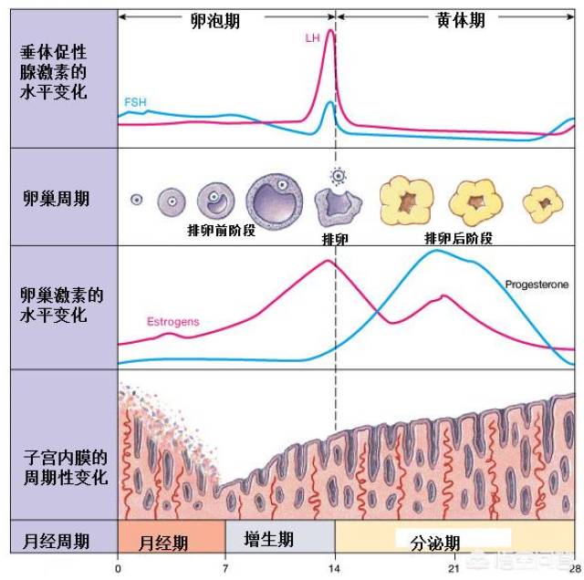 但是,生理周期的核心实质上是卵巢卵母细胞的发育,成熟和排卵;驱动这