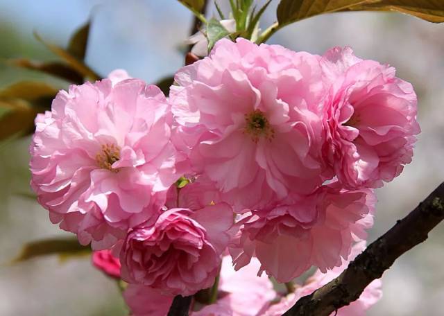 樱花种类那么多,你pick哪一个?