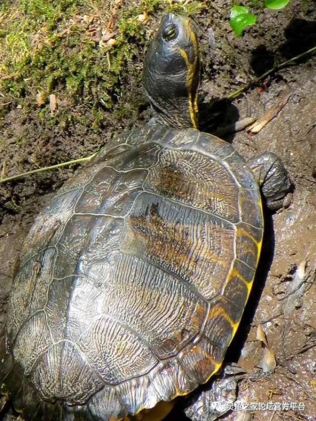 黄耳朵,黄眼睛,黄肚皮,黄花纹的巴西龟…关于黄耳的最全资料在此了