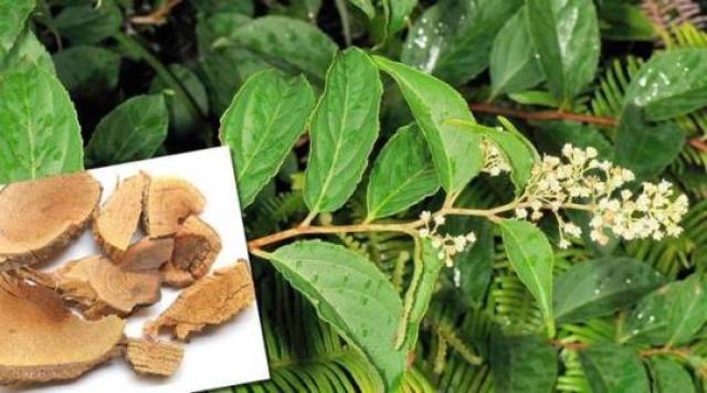 是药三分毒那中药呢解读治疗类风湿关节炎的5种中草药