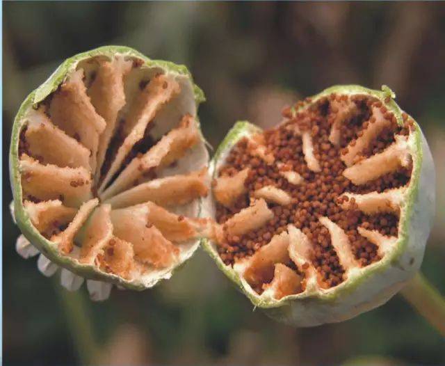 民警一看吓一跳…立即抓起来!