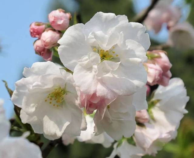 樱花种类那么多,你pick哪一个?