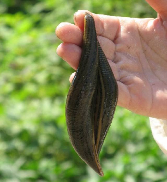 水蛭(宽体金线蛭,菲牛蛭)养殖过程中常见疾病分析及防控措施