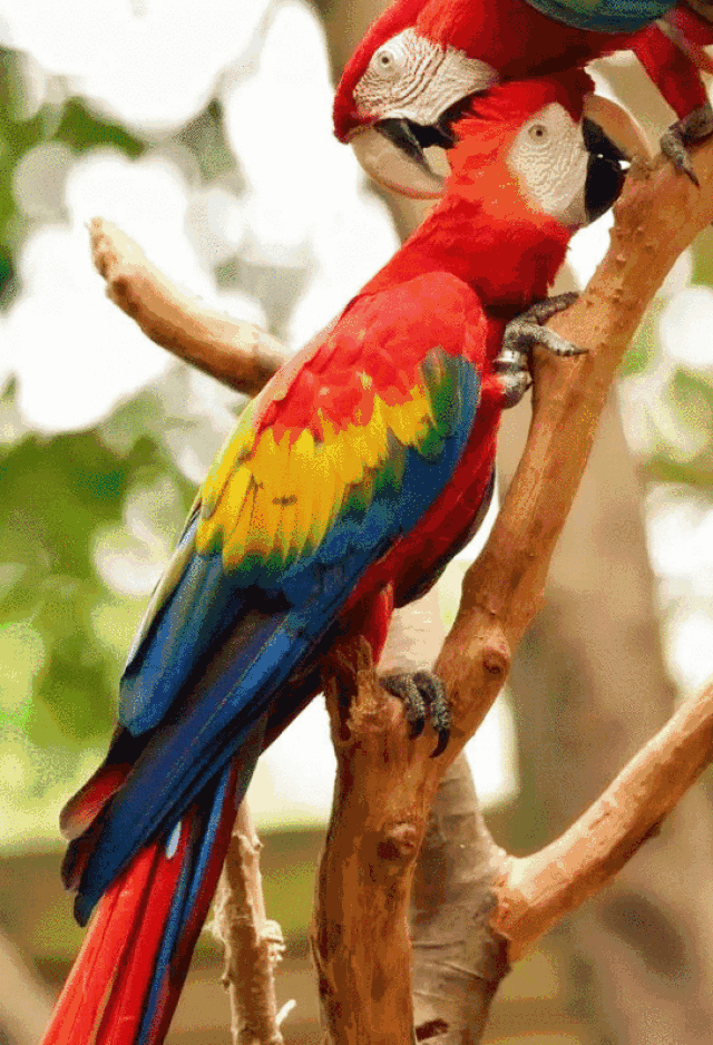 彩虹鹦鹉gif图片